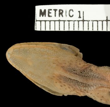 Media type: image;   Herpetology R-141230 Aspect: head ventral